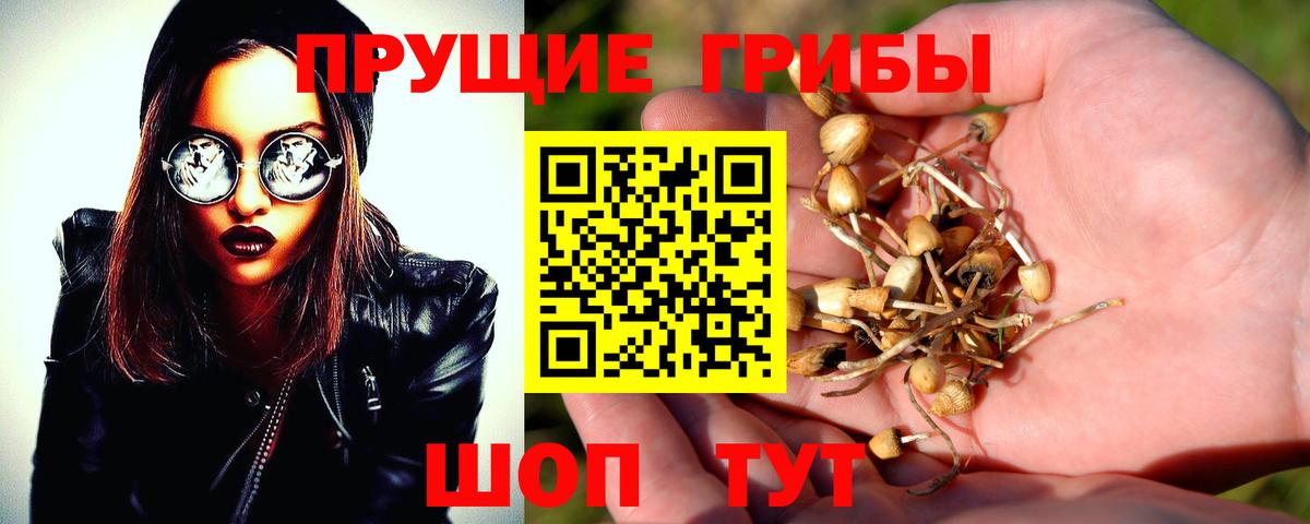 Псилоцибиновые грибы Cubensis  Вход с VPN  Звенигород 
